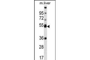 ARA Antibody (Center) (ABIN656834 and ABIN2846044) western blot analysis in mouse liver tissue lysates (35 μg/lane). (PPARA 抗体  (AA 153-181))