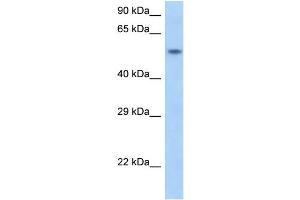 WB Suggested Anti-Snapc1 Antibody Titration: 1.
