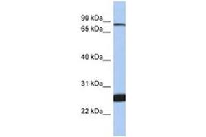 Image no. 1 for anti-Nuclear Factor (erythroid-Derived 2)-Like 1 (NFE2L1) (AA 575-624) antibody (ABIN6747209)