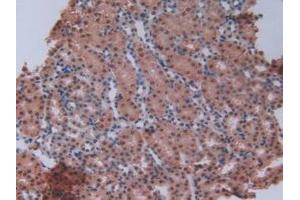 IHC-P analysis of Mouse Kidney Tissue, with DAB staining. (GCKR 抗体  (AA 17-261))