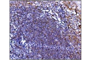 IHC analysis of Prolyl Endopeptidase/PREP using anti-Prolyl Endopeptidase/PREP antibody (ABIN7599118). (PREP 抗体  (AA 1-227))
