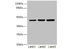 Western blot All lanes: LFNGantibody at 4. (LFNG 抗体  (AA 1-250))