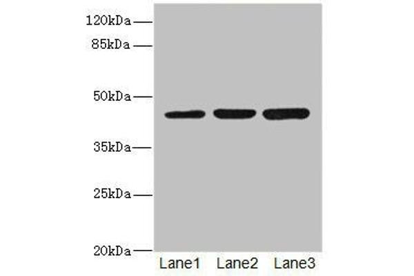 LFNG 抗体  (AA 1-250)