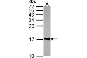 WB Image Sample (30 ug of whole cell lysate) A: JurKat 15% SDS PAGE antibody diluted at 1:1000 (H2AFZ 抗体  (N-Term))