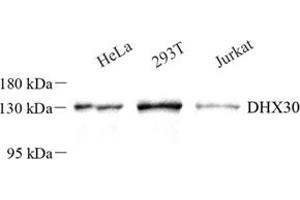 Western blot analysis of DHX30 (ABIN7073703) at dilution of 1: 250 (DHX30 抗体)