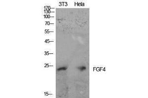 Western Blotting (WB) image for anti-Fibroblast Growth Factor 4 (FGF4) (Internal Region) antibody (ABIN3181407) (FGF4 抗体  (Internal Region))