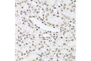 Immunohistochemistry (IHC) image for anti-Histone H1 (AA 150-207) antibody (ABIN7267716)