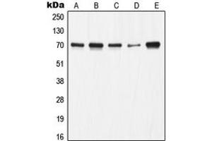 Western blot analysis of Ku70 expression in A549 (A), HeLa (B), A673 (C), Jurkat (D), COS7 (E) whole cell lysates. (XRCC6 抗体  (C-Term))