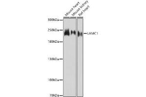 Western blot analysis of extracts of various cell lines, using L antibody (ABIN7268186) at 1:3000 dilution. (Laminin gamma 1 抗体  (AA 1300-1609))