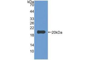 Western blot analysis of recombinant Rabbit IL1b. (IL-1 beta 抗体  (AA 118-268))
