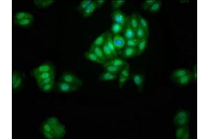 Immunofluorescence staining of HepG2 cells with ABIN7143578 at 1:200, counter-stained with DAPI. (AFG1-Like ATPase (AFG1L) (AA 14-313) 抗体)