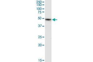 ALLC MaxPab rabbit polyclonal antibody. (Allantoicase 抗体  (AA 1-409))