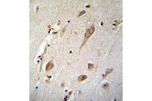 Immunohistochemistry analysis in formalin fixed and paraffin embedded human brain tissue reacted with NXNL2 Antibody (Center) followed by peroxidase conjugation of the secondary antibody and DAB staining. (NXNL2 抗体  (Middle Region))