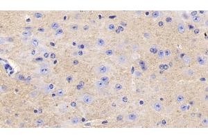 Detection of CD90 in Mouse Cerebrum Tissue using Polyclonal Antibody to Cluster of Differentiation 90 (CD90) (CD90 抗体  (AA 20-131))