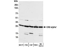 Western Blotting (WB) image for anti-Casein Kinase 2 alpha 1 (CSNK2A1) (C-Term) antibody (ABIN7450124) (CSNK2A1/CK II alpha 抗体  (C-Term))