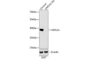 Western blot analysis of extracts from normal (control) and AKR1A1 knockout (KO) 293T cells using AKR1A1 Polyclonal Antibody at dilution of 1:1000. (AKR1A1 抗体)