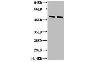 Western blot analysis of 1) Hela, 2) Mouse Brain tissue, diluted at 1:2000.