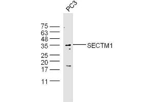 PC3 lysates probed with Anti-SECTM1 Polyclonal Antibody  at 1:5000 90min in 37˚C. (SECTM1 抗体  (AA 42-150))