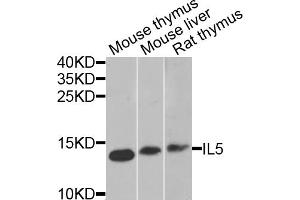 Western blot analysis of extracts of various cell lines, using IL5 antibody (ABIN5975164) at 1/1000 dilution.