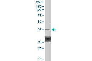 BLVRA MaxPab polyclonal antibody. (Biliverdin Reductase 抗体  (AA 1-296))