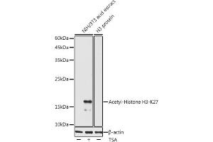 Western blot analysis of extracts of various cell lines, using Acetyl-Histone H3-K27 antibody (ABIN7267738) at 1:1000 dilution. (Histone H4 抗体  (H3K27))