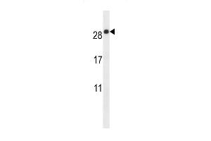 E Antibody (C-term) (ABIN657504 and ABIN2846529) western blot analysis in mouse lung tissue lysates (35 μg/lane). (EMP2 抗体  (C-Term))