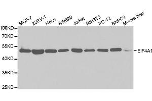 Western blot analysis of extracts of various cell lines, using EIF4A1 antibody. (EIF4A1 抗体)