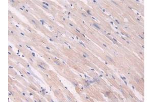 Used in DAB staining on fromalin fixed paraffin- embedded heart tissue (IDO 抗体  (AA 106-190))