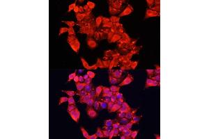 Immunofluorescence analysis of HeLa cells using  Polyclonal Antibody (ABIN6129956, ABIN6136944, ABIN6136945 and ABIN6221849) at dilution of 1:100 (40x lens). (DAO 抗体  (AA 20-300))