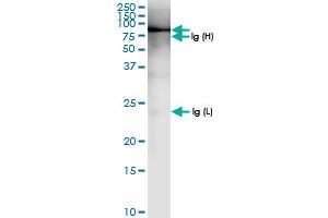 Immunoprecipitation of SNX9 transfected lysate using anti-SNX9 MaxPab rabbit polyclonal antibody and Protein A Magnetic Bead , and immunoblotted with SNX9 MaxPab rabbit polyclonal antibody (D01) . (SNX9 抗体  (AA 1-595))