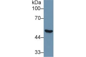 Western Blotting (WB) image for anti-Enolase 1 (ENO1) (AA 78-241) antibody (ABIN1860013)