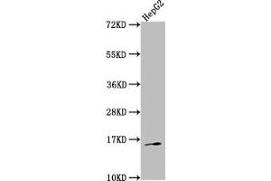 Western Blot Positive WB detected in: HepG2 whole cell lysate All lanes: TAC1 antibody at 1:2000 Secondary Goat polyclonal to rabbit IgG at 1/50000 dilution Predicted band size: 16, 14, 12 kDa Observed band size: 16 kDa (TAC1 抗体  (AA 20-129))