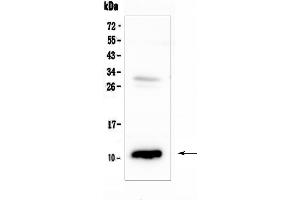 Western blot analysis of CCL2 using anti-CCL2 antibody (ABIN6719598).