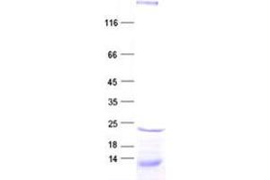 Validation with Western Blot (CDC42SE2 Protein (His tag))