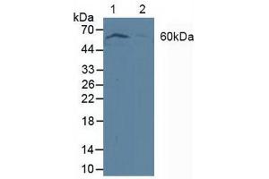 Figure. (PDPK1 抗体  (AA 83-338))