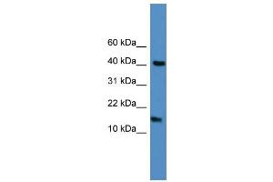 WB Suggested Anti-LCN1  Antibody Titration: 0. (Lipocalin 1 抗体  (C-Term))