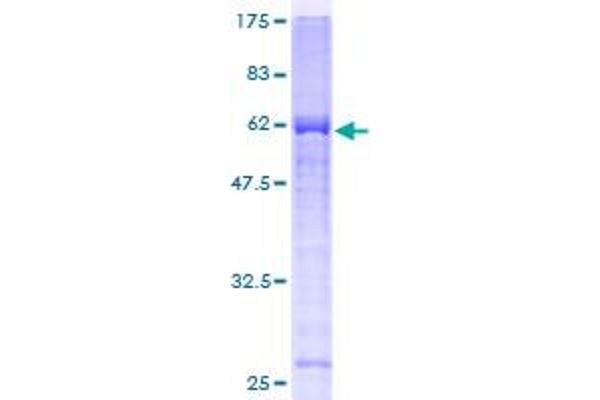 PHF11 Protein (AA 1-292) (GST tag)