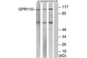 Western blot analysis of extracts from Jurkat/HuvEc/COLO cells, using GPR110 Antibody. (G Protein-Coupled Receptor 110 抗体  (AA 831-880))