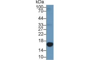Western Blot; Sample: Human U2OS cell lysate; ;Primary Ab: 1µg/ml Rabbit Anti-Porcine GAL1 Antibody;Second Ab: 0.