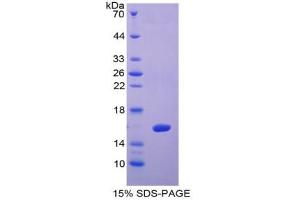 SDS-PAGE (SDS) image for Lectin, Galactoside-Binding, Soluble, 1 (LGALS1) ELISA Kit (ABIN6720560)