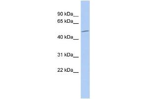 WB Suggested Anti-RUNX1 Antibody Titration:  0. (RUNX1 抗体  (Middle Region))