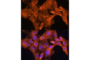 Immunofluorescence (IF) image for anti-Aldehyde Oxidase 1 (AOX1) (AA 340-590) antibody (ABIN1678678)