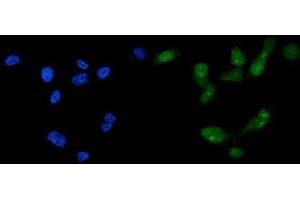 IF analysis of FOXA2 using anti-FOXA2 antibody (ABIN7600003). (FOXA2 抗体  (AA 139-446))