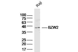 Raji lysates probed with BZW2 Polyclonal Antibody, Unconjugated  at 1:300 dilution and 4˚C overnight incubation. (BZW2 抗体)