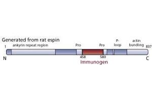 Image no. 2 for anti-Espin (ESPN) (AA 458-580) antibody (ABIN968627) (Espin 抗体  (AA 458-580))