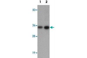 Western blot analysis of CALN1 in NIH/3T3 cell lysate with CALN1 polyclonal antibody  at (1) 1 and (2) 2 ug/mL. (Calneuron 1 抗体  (N-Term))