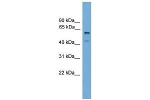 Mouse Thymus; WB Suggested Anti-Zscan12 Antibody Titration: 0. (ZSCAN12 抗体  (C-Term))