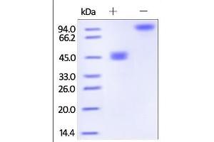 SDS-PAGE (SDS) image for Tumor Necrosis Factor (Ligand) Superfamily, Member 18 (TNFSF18) (AA 50-177) (Active) protein (Fc Tag) (ABIN2181165)