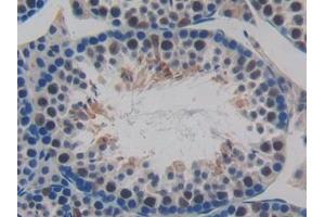 Detection of MCP2 in Mouse Testis Tissue using Polyclonal Antibody to Monocyte Chemotactic Protein 2 (MCP2)