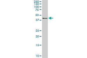 RASSF8 monoclonal antibody (M01), clone 2G1.
